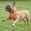 Hawaiian Trim Choke-Free Dog Harness – American River