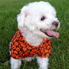 Spooky Halloween Camp Shirt for Dogs